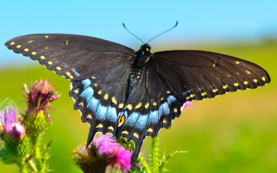 A black and blue butterfly perched on a pink flower with a clear blue sky in the background.